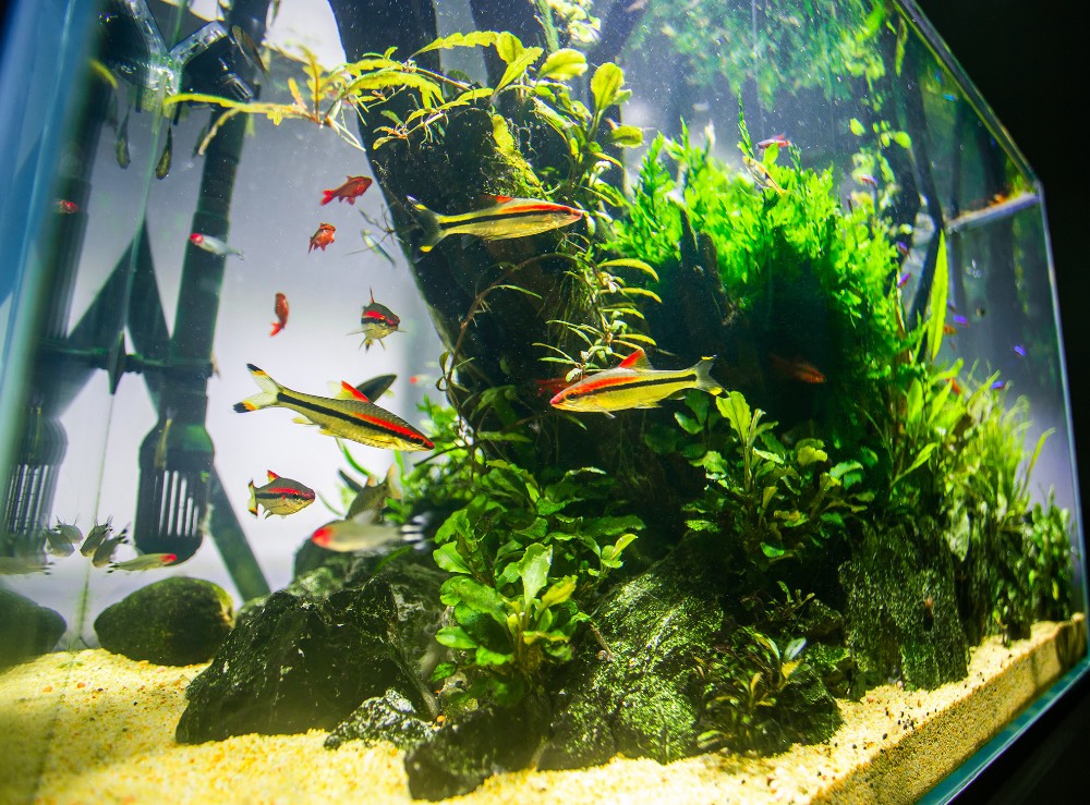 bể cá phong thủy mệnh mộc