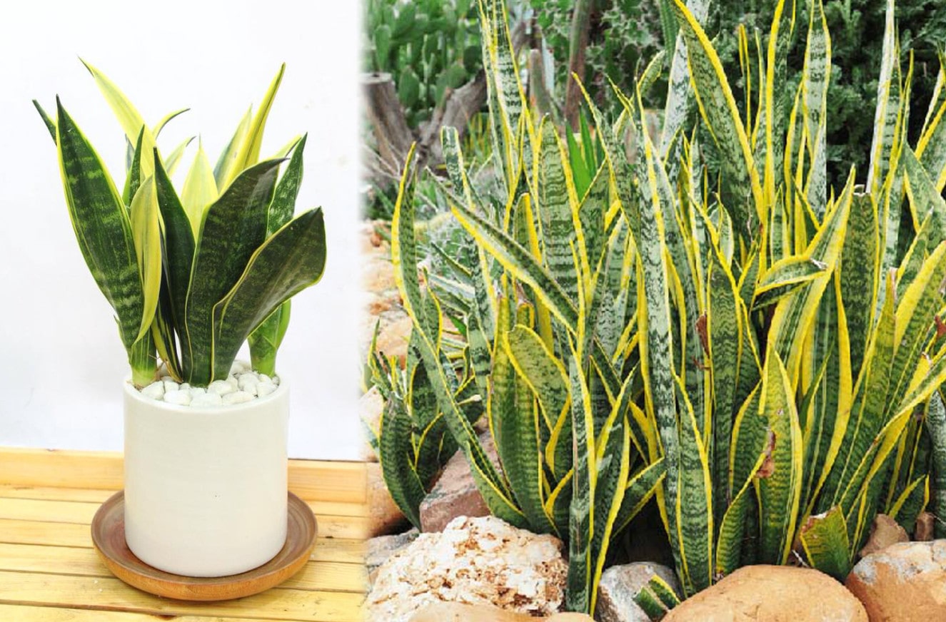 Nội Thất Phong Thủy Mệnh Thổ nội thất phong thủy mệnh thổ