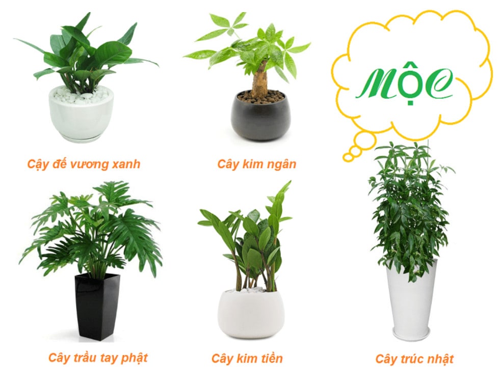 phong thủy nội thất cho mệnh mộc