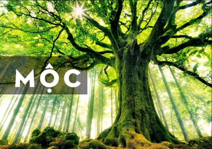 phong thủy nội thất mệnh mộc