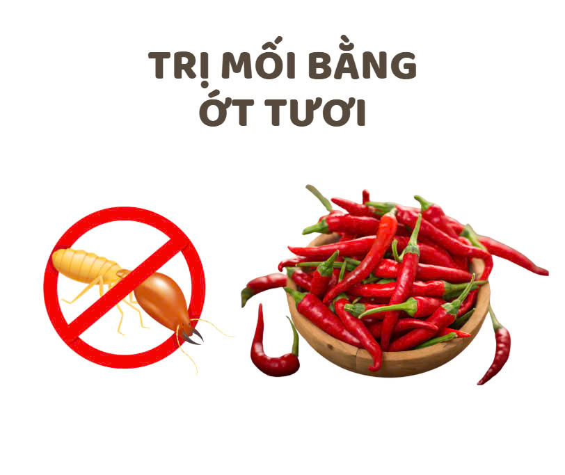 Cách Diệt Mối Tại Nhà Cách Diệt Mối Tại Nhà