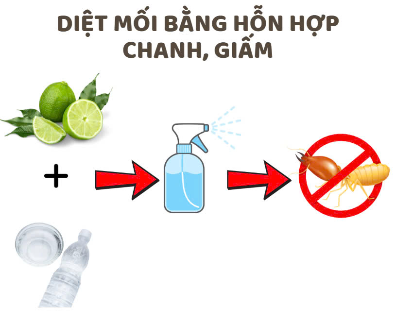 Cách Diệt Mối Tại Nhà Cách Diệt Mối Tại Nhà