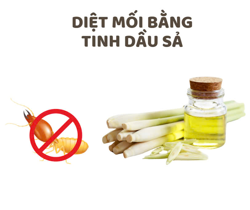 Cách Diệt Mối Tại Nhà Cách Diệt Mối Tại Nhà