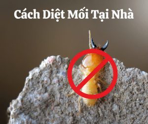 Cách Diệt Mối Tại Nhà