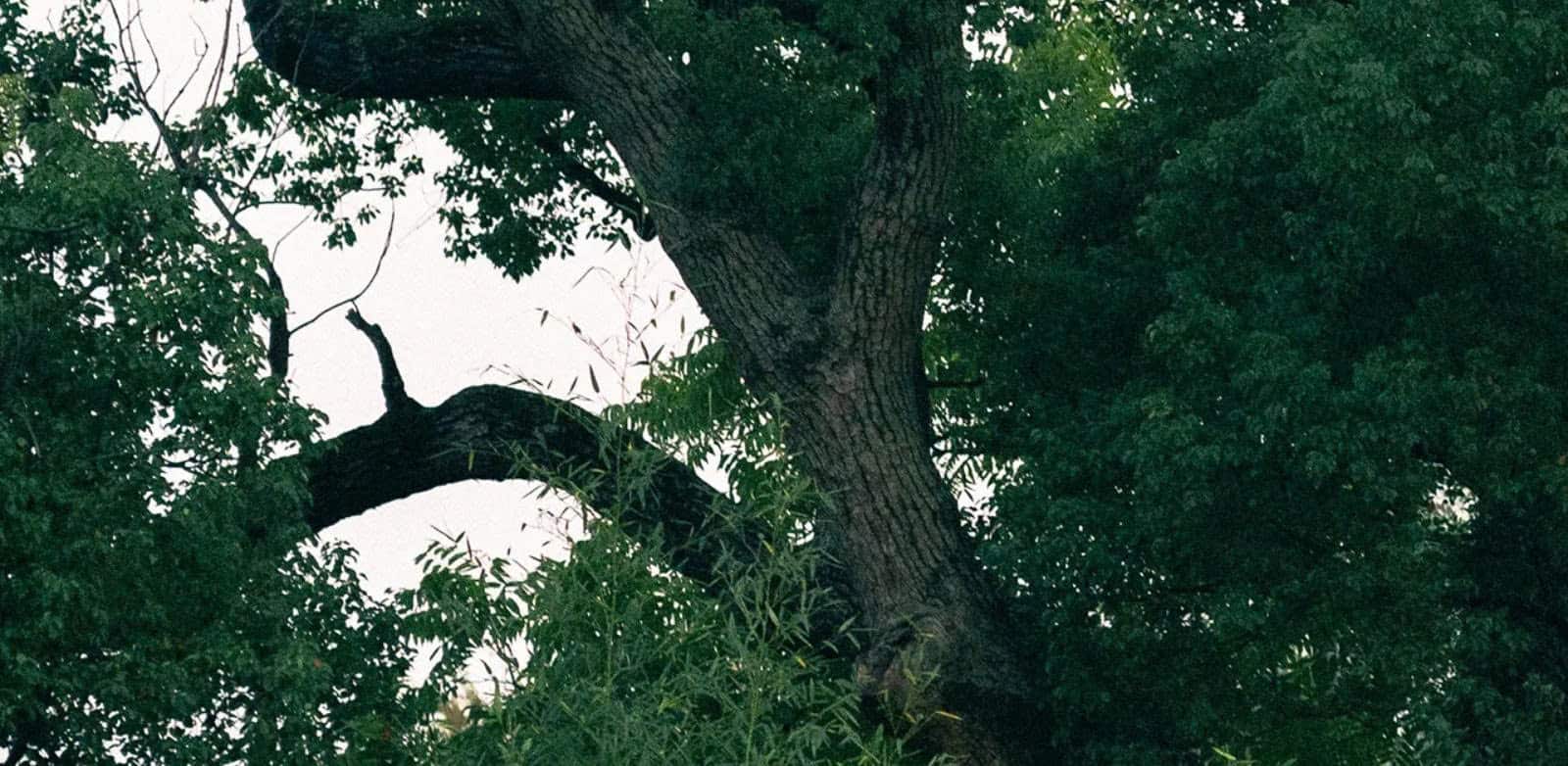 nội thất gỗ sồi